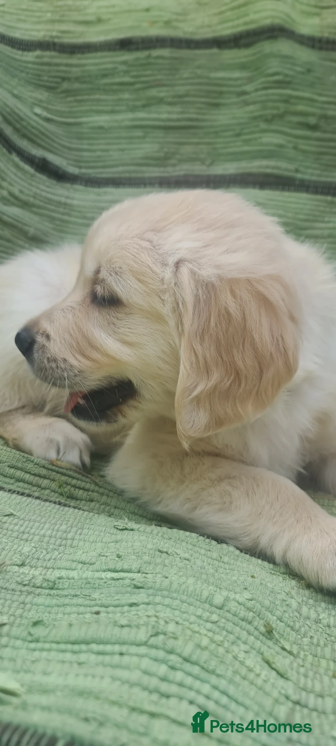 Golden Retriever dogs for sale: Golden Retriever Puppies - Advert 7