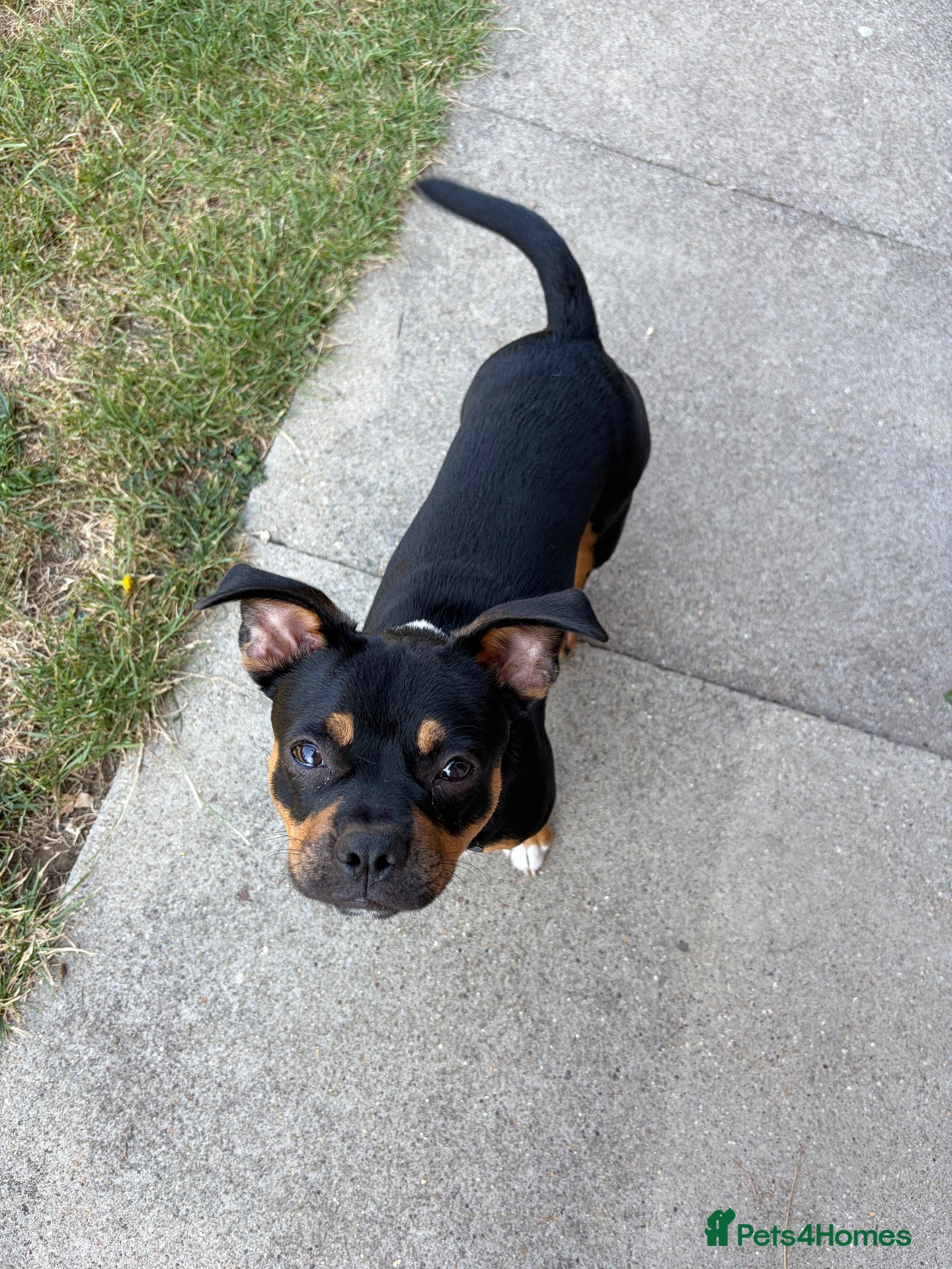 Mixed Breed dogs Rex the French Bulljack - Advert 1