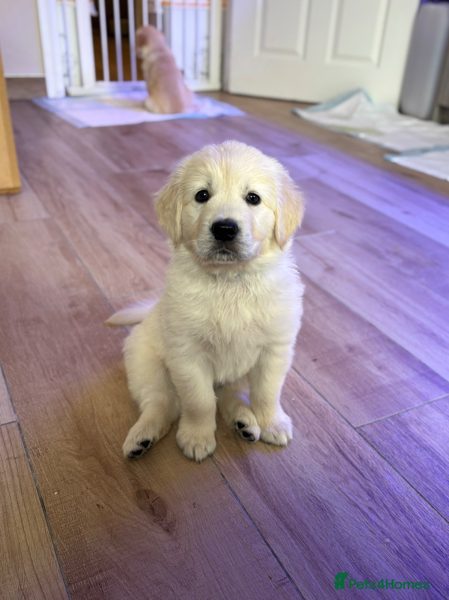 Golden Retriever dogs Gorgeous Golden Retriever puppies - Advert 5