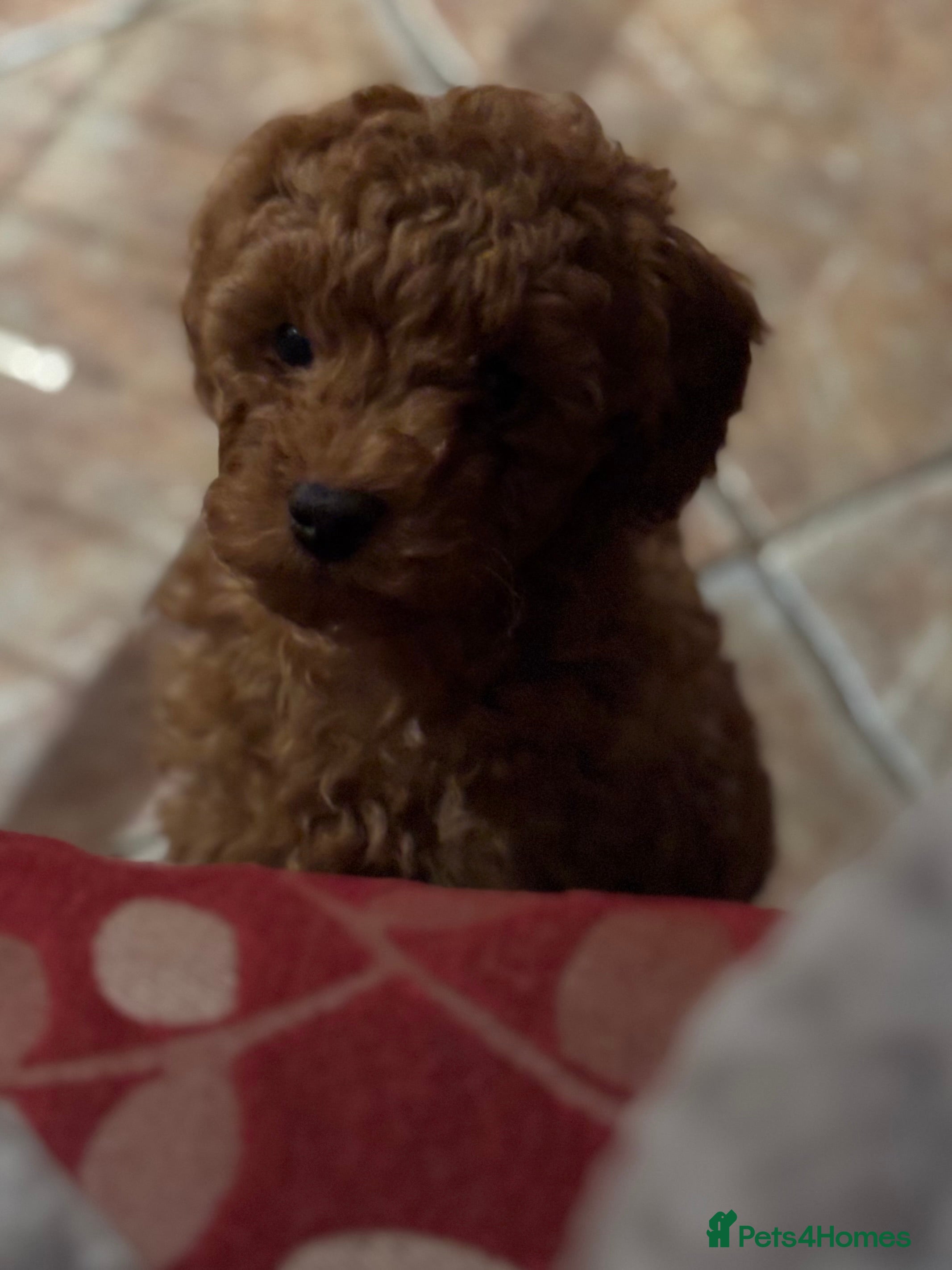 Toy Poodle dogs Toy Poodle boys  - Advert 4