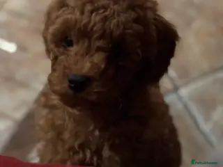Toy Poodle dogs Toy Poodle boys - Advert 4