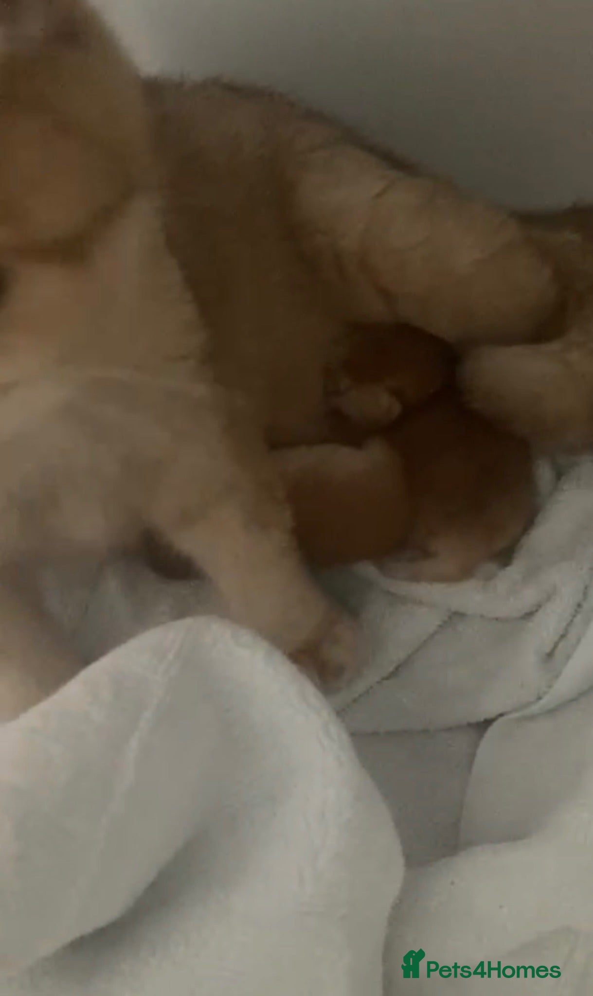 British Shorthair cats Golden chinchilla British shorthair (NY12) boy.  - Advert 1