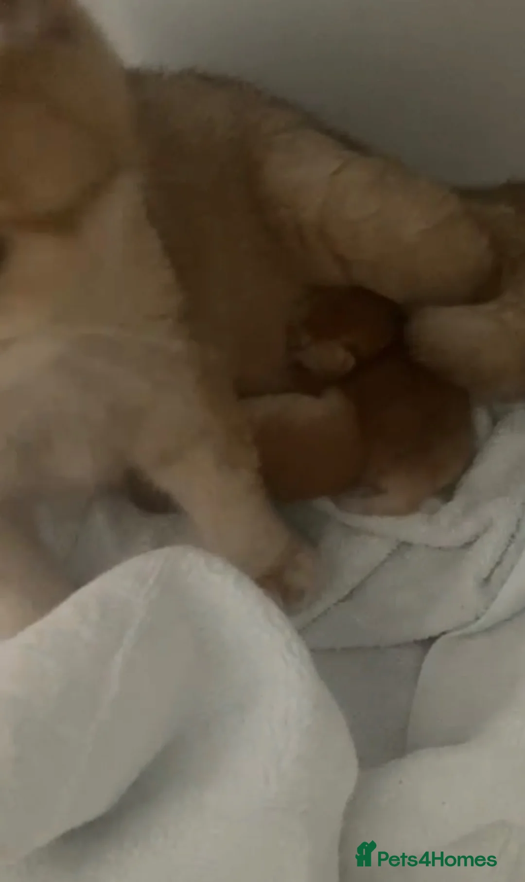 British Shorthair cats for sale: Golden chinchilla British shorthair (NY12) boy.  - Advert 1