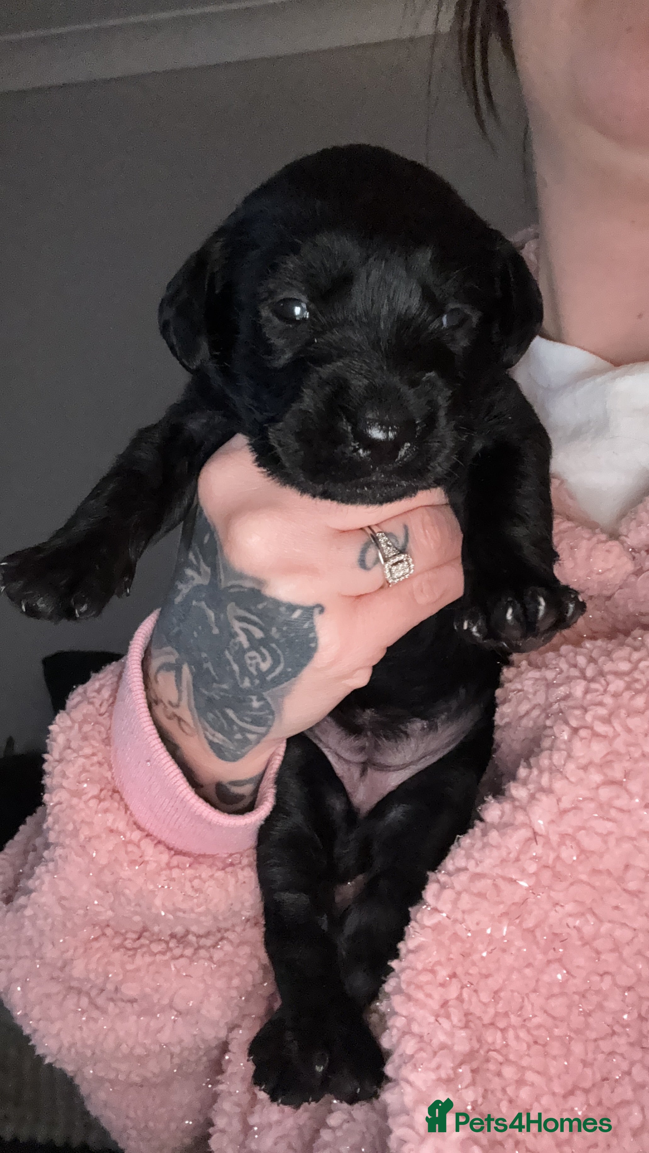 Mixed Breed dogs Beautiful puppies!  - Advert 1