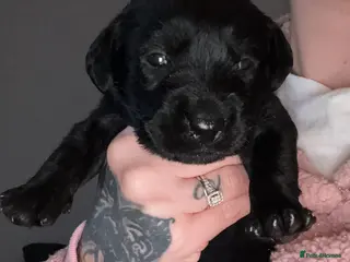 Mixed Breed dogs Beautiful puppies! - Advert 1