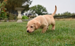 Labrador Retriever dogs for sale: Working Labrador Puppies - Image 12
