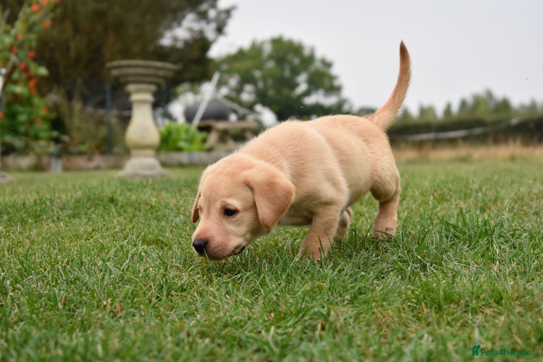 Labrador Retriever dogs for sale: Working Labrador Puppies - Image 12