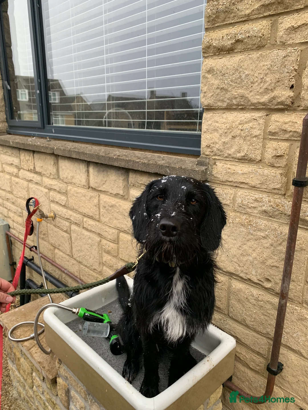 Labradoodle dogs for stud: F1b Miniature Labradoodle (Fully Health Tested) - Advert 14