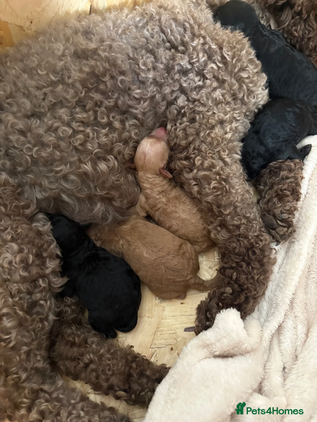 Cockapoo dogs for sale: F1BB Cockapoo Trio - Advert 8