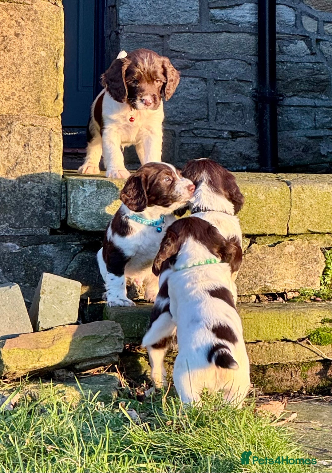 English Springer Spaniel dogs for sale: Beautifully marked, kc registered, legally docked. - Advert 7