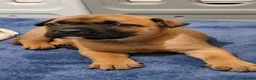Mixed Breed dogs for sale: Loving Staffy x American Bulldog Pups - Ready Now  - Advert 29