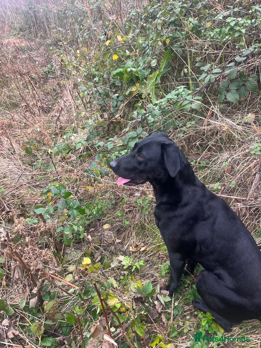 Labrador Retriever dogs for sale: Labrador Puppies - Advert 2