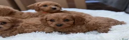 Cavapoo dogs for sale: 💕 beautiful cavapoos ready next week 💕 - Advert 6