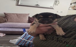 French Bulldog dogs for sale: French bulldog puppies - Image 12