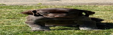 German Shorthaired Pointer 5