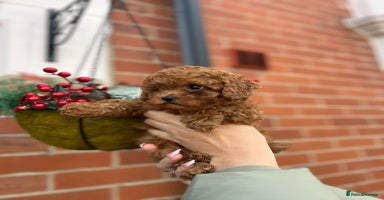 Toy Poodle dogs Tiny Toy Poodles 🩷💙 - Advert 5