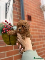 Toy Poodle dogs Tiny Toy Poodles 🩷💙 - Advert 2