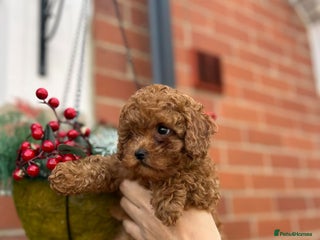 Toy Poodle dogs Tiny Toy Poodle Puppy 💙 - Advert 14