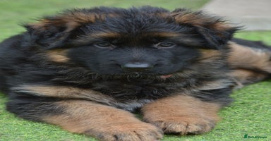 German Shepherd dogs - Advert 5
