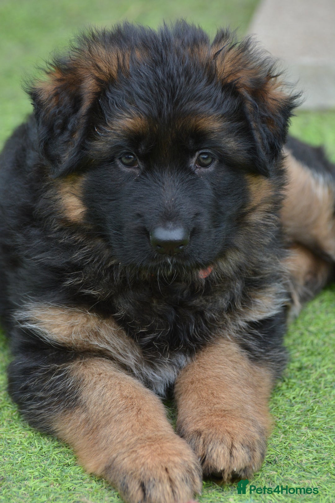German Shepherd dogs for sale: Long Coat, Health tested, DM clear, GSD pups - Image 10
