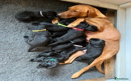 Labrador Retriever dogs for sale: Labrador puppies  - Image 10