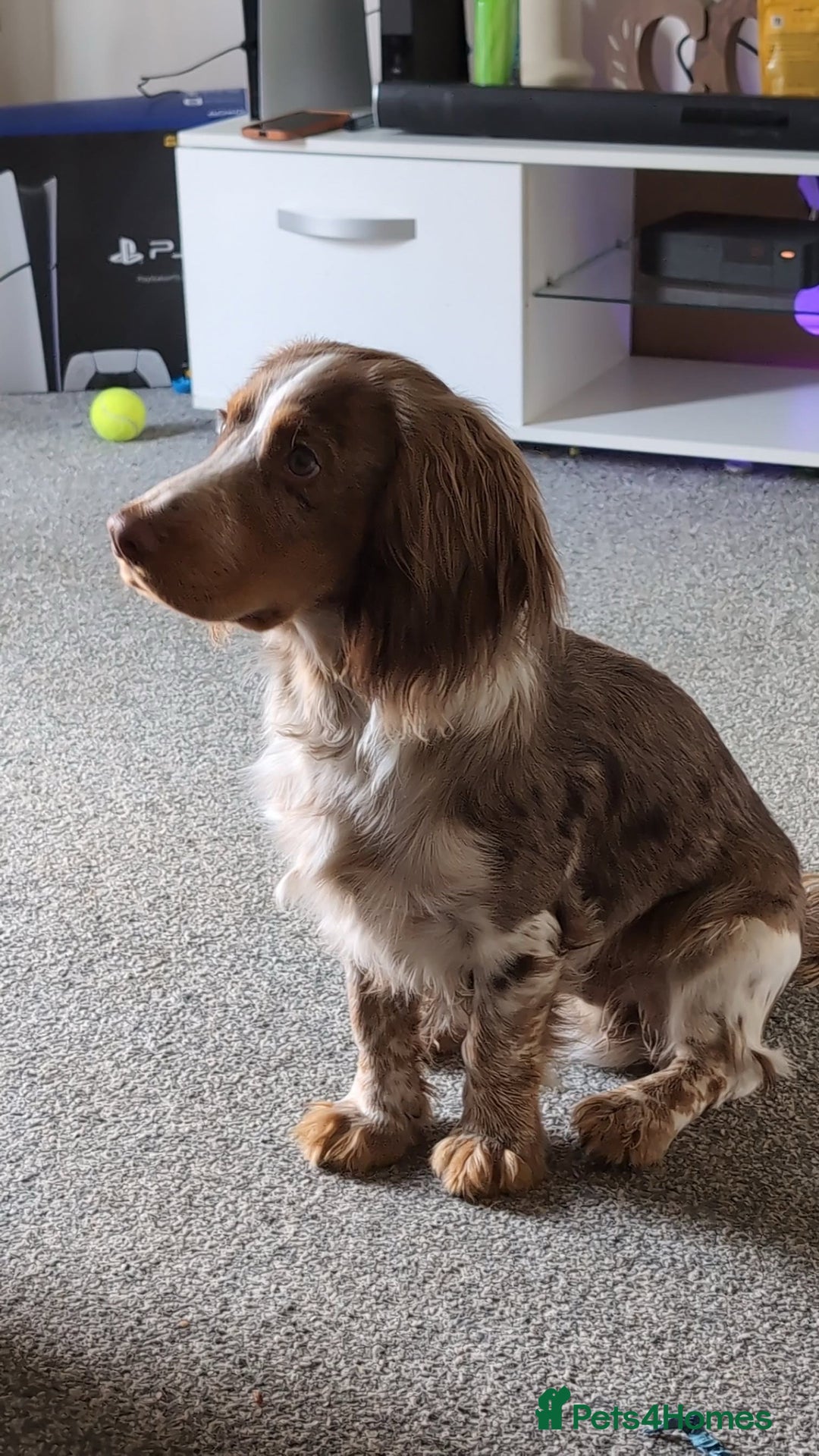 Cocker Spaniel dogs for sale: 7 stunning cocker spaniels  - Advert 10