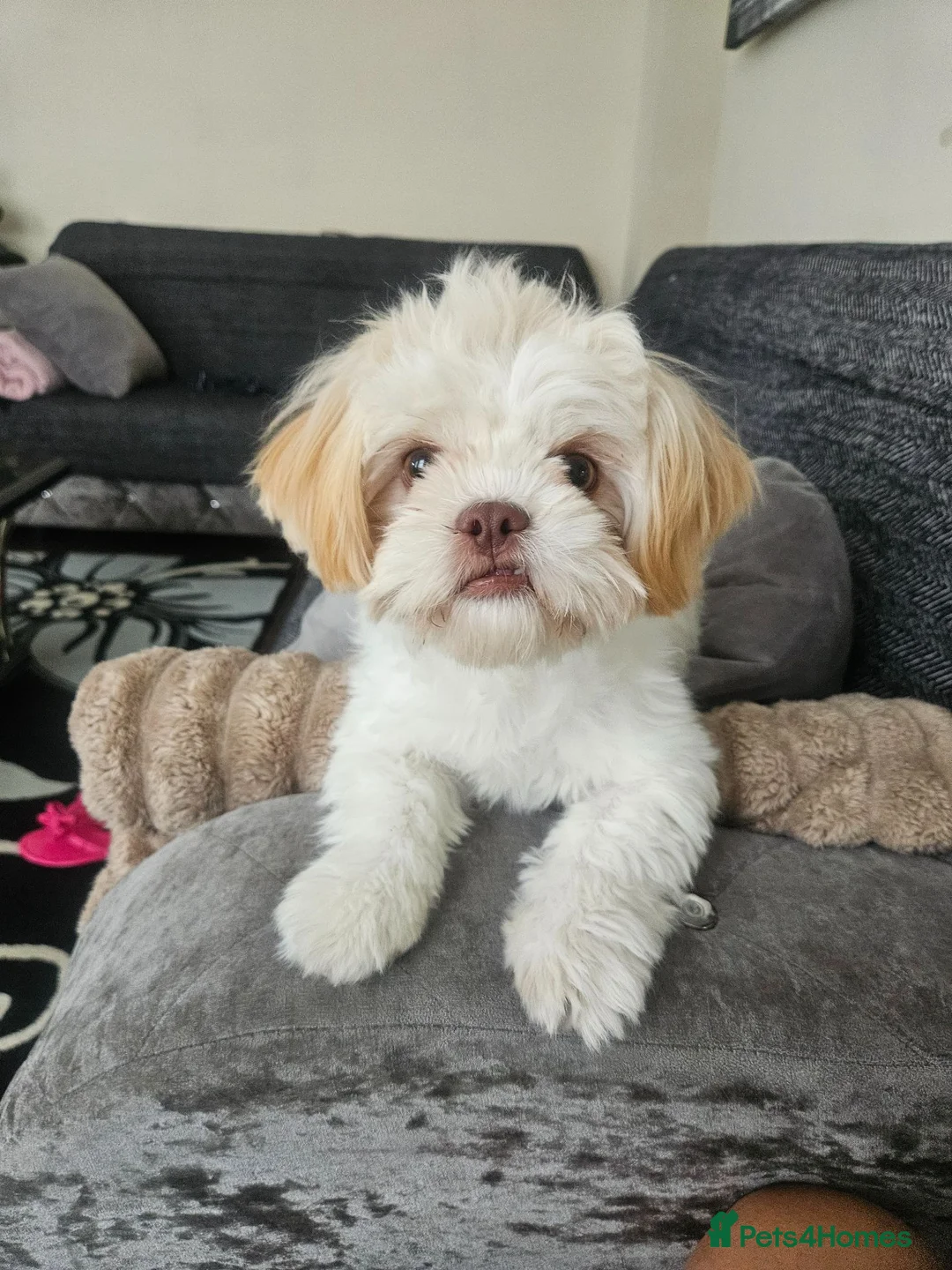 Shih Tzu dogs for sale: Female Shihtzu for sale in Sheffield - Advert 5