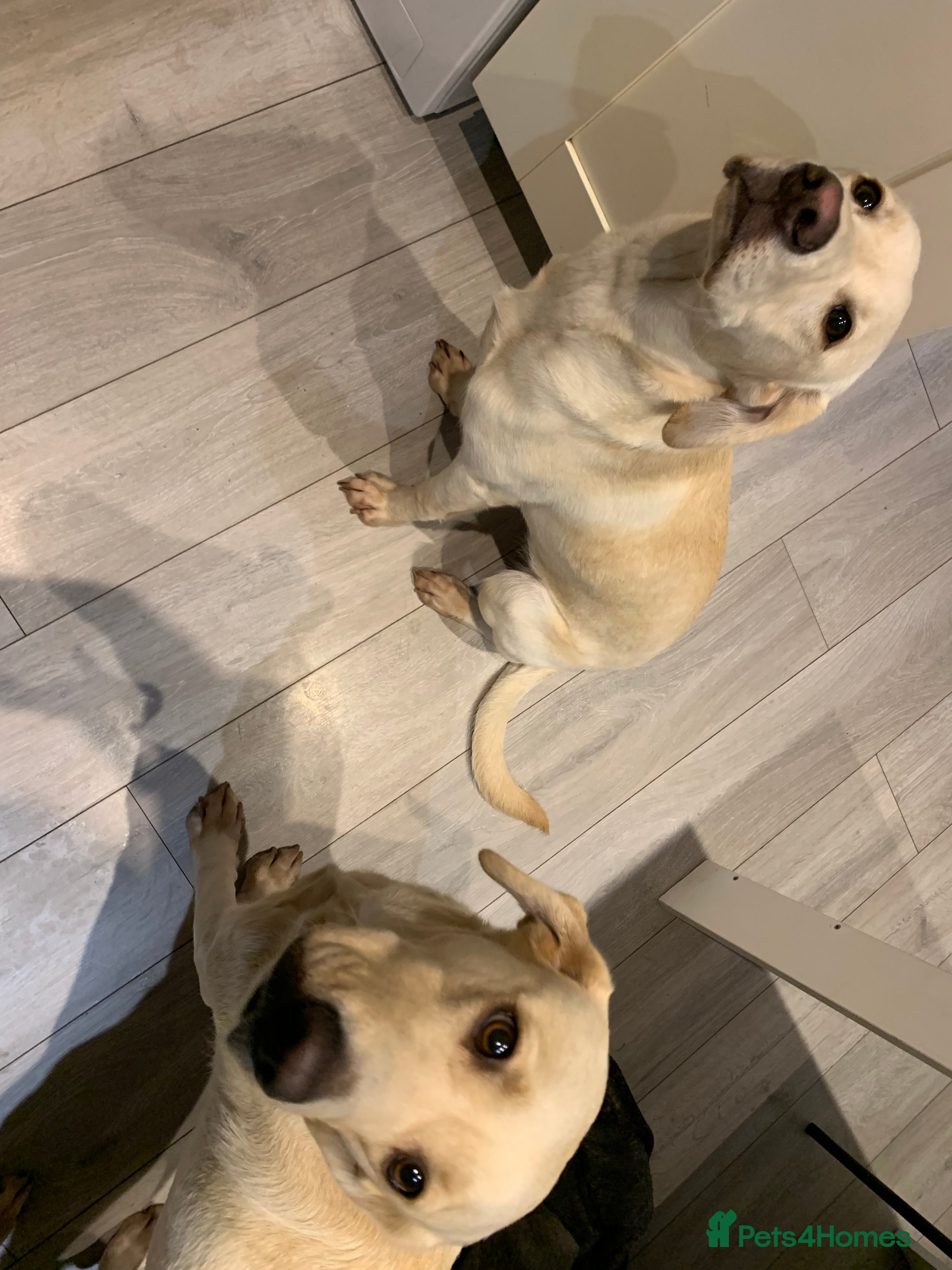 Labrador Retriever dogs Beautiful Labrador girl for sale  - Advert 10