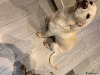 Labrador Retriever dogs Beautiful Labrador girl for sale - Advert 8