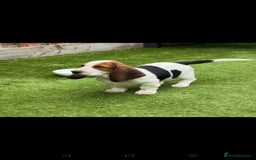 Basset Hound dogs for sale: Bassett Hound Puppies for Sale - Image 32