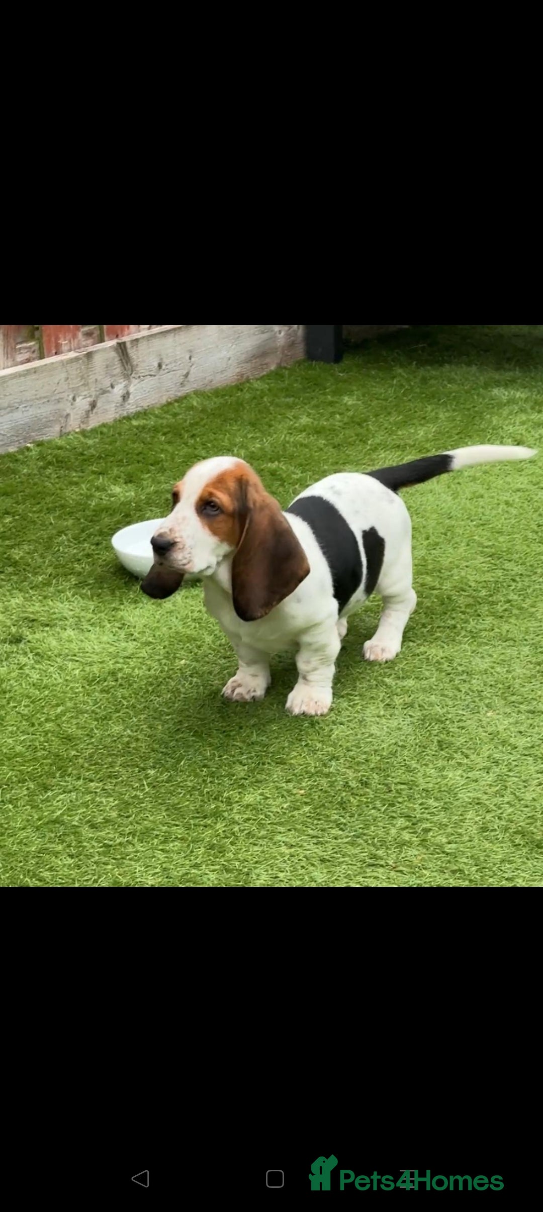 Basset Hound dogs for sale: Bassett Hound Puppies for Sale - Image 32