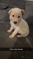 Mixed Breed dogs Shepinois puppies - Advert 1