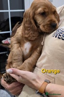 Cocker Spaniel dogs Cocker Spaniel Puppies 🐾 - Advert 9