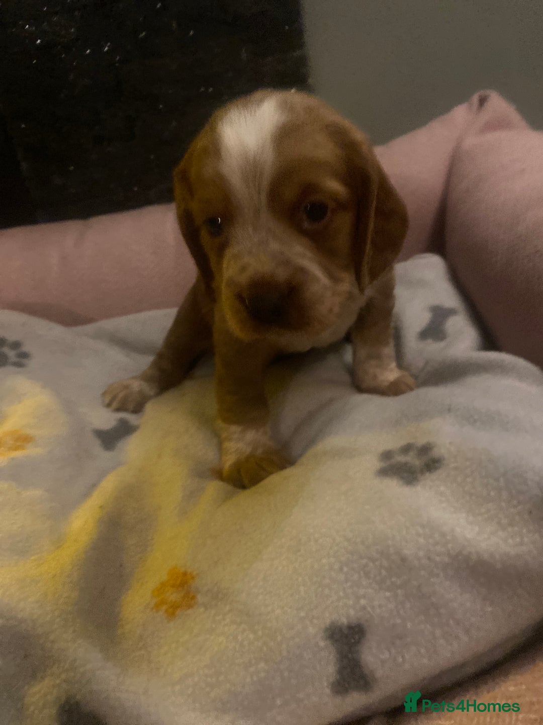 Cocker Spaniel dogs for sale: cocker spaniel puppies - Advert 4