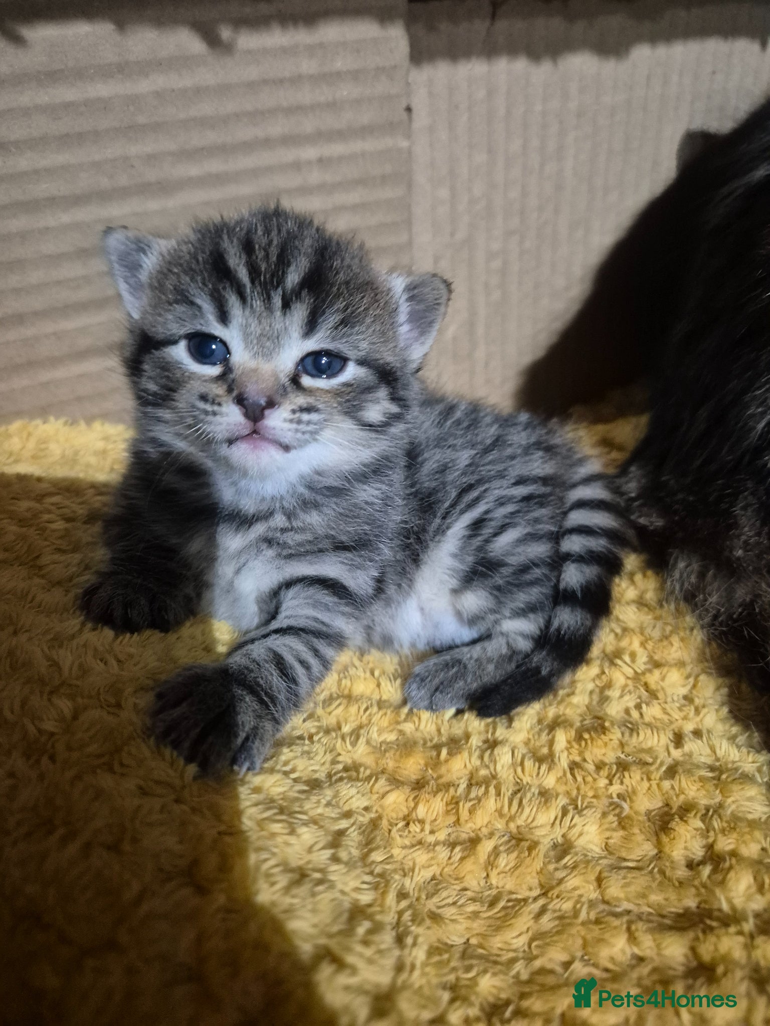 Mixed Breed cats mixed breed kittens - Advert 18