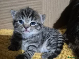 Mixed Breed cats mixed breed kittens - Advert 18