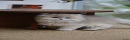 British Longhair cats for sale: Britsh longhair  - Advert 7