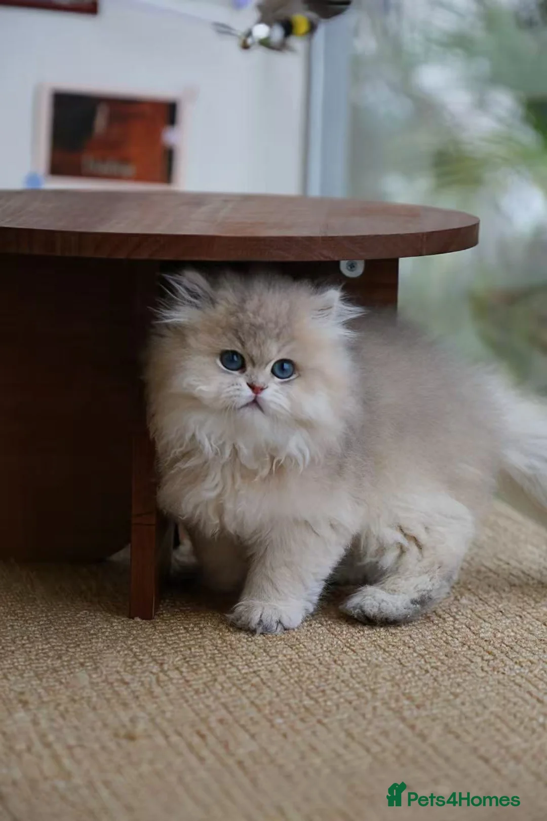 British Longhair cats for sale: Britsh longhair  - Advert 7