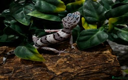 Gecko reptiles for sale: Variety Of Leopard Geckos And Sub-Species For Sale in Fleet - Image 16