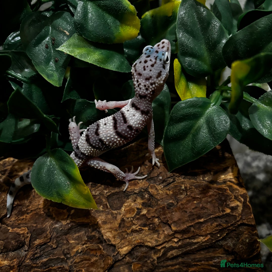 Gecko reptiles for sale: Variety Of Leopard Geckos And Sub-Species For Sale in Fleet - Image 16