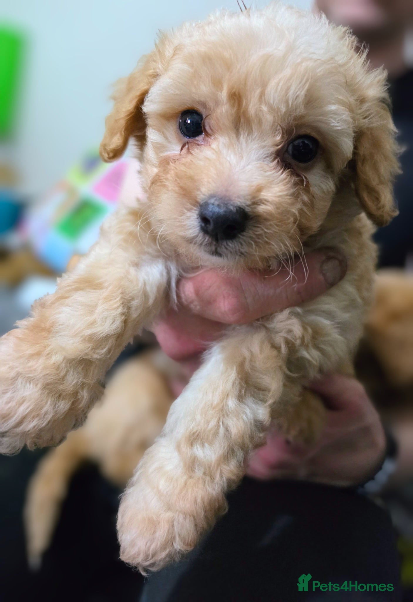 Maltipoo dogs Last 2 Georgous Maltipoo puppies  - Advert 10