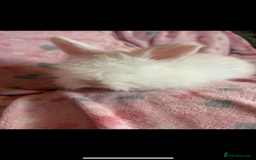 Angora rabbits for sale: Gorgeous fluffy little angora baby bunnies - Image 2