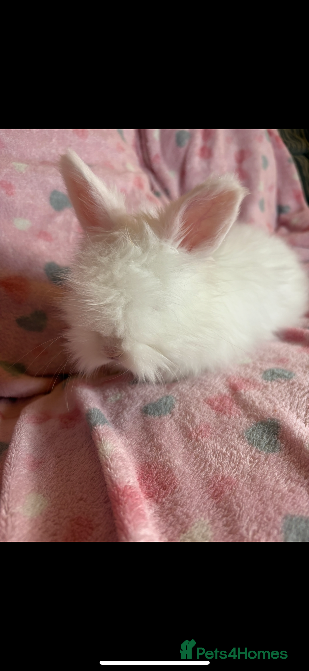 Angora rabbits for sale: Gorgeous fluffy little angora baby bunnies - Image 2