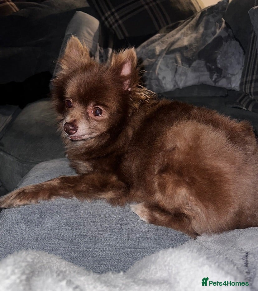 Pomeranian dogs Beautiful chocolate Pomeranian Girl  - Advert 5