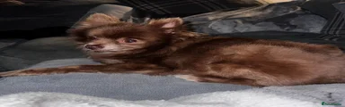 Pomeranian 1