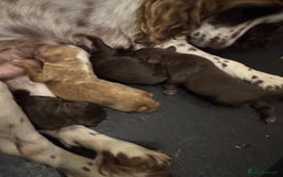 Cockapoo dogs for sale: Toy F1 Cockerpoo Puppies x2 girls x2 boys - Image 16
