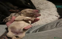 Mixed Breed dogs for sale: Adorable Daschund x spaniel pups  - Image 10