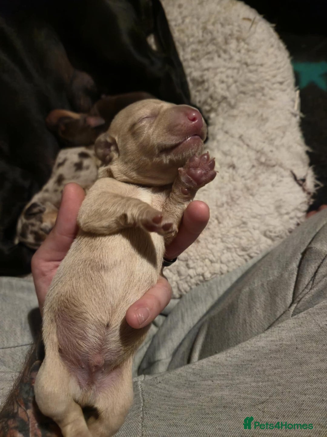 Mixed Breed dogs for sale: Adorable Daschund x spaniel pups  - Image 10