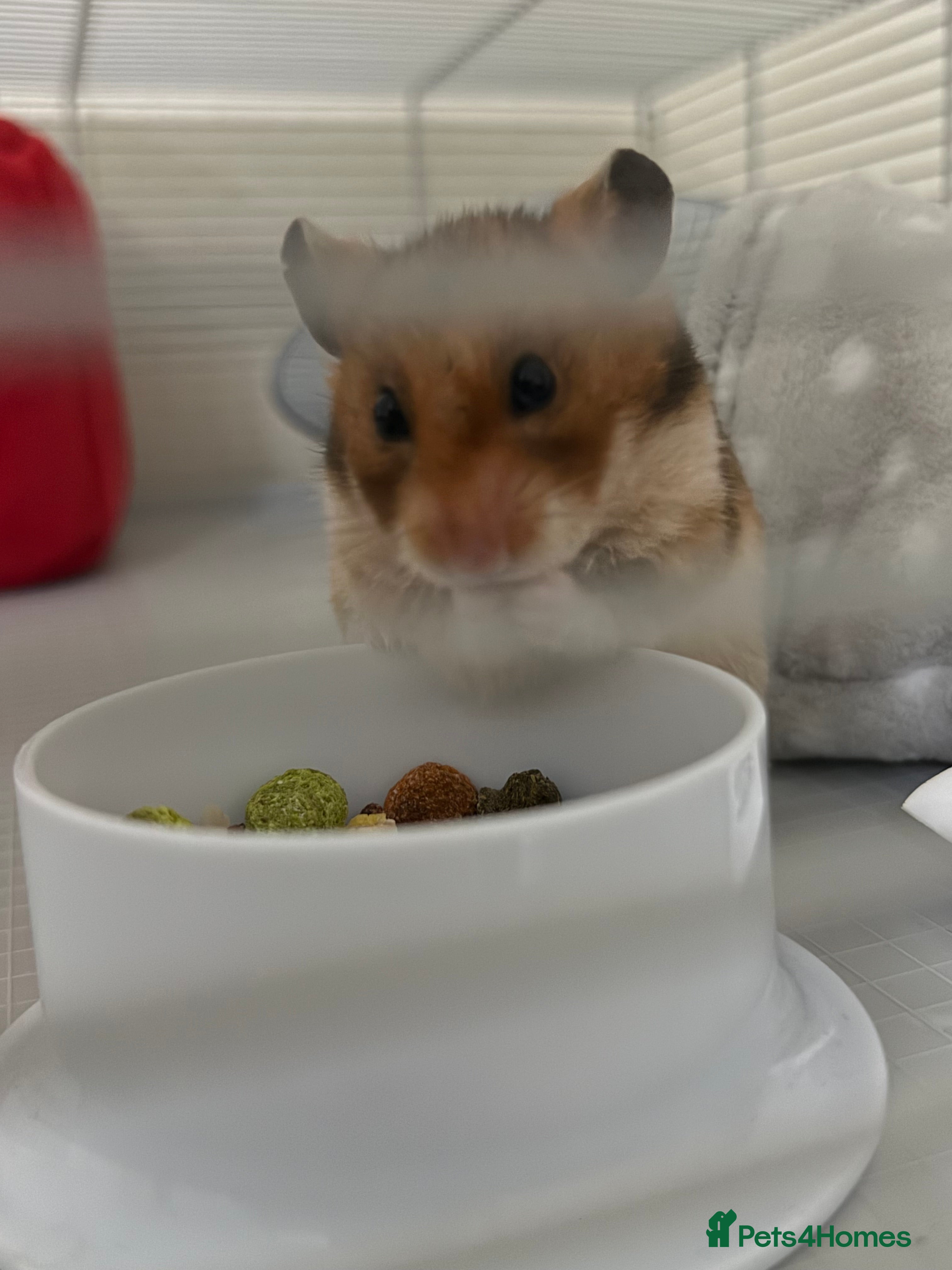 Hamster rodents Syrian hamster  - Advert 1