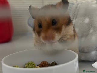 Hamster rodents Syrian hamster - Advert 6